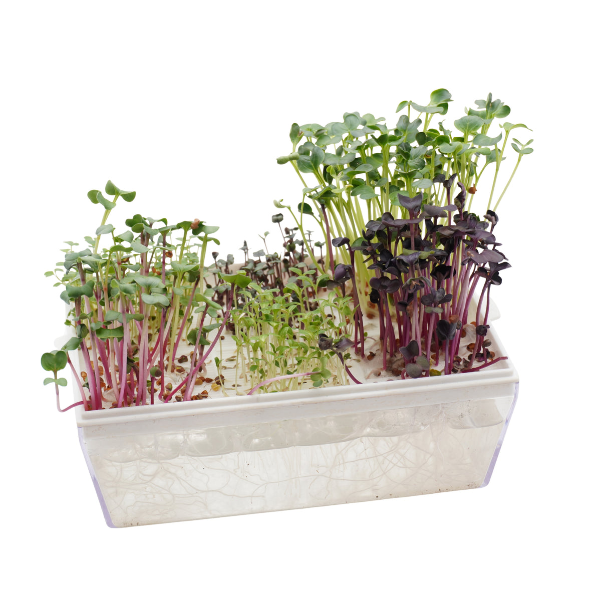 Kit educativo microgreens bio-Idro e Cocco-8 Eva e 45 varietà semi-sk607