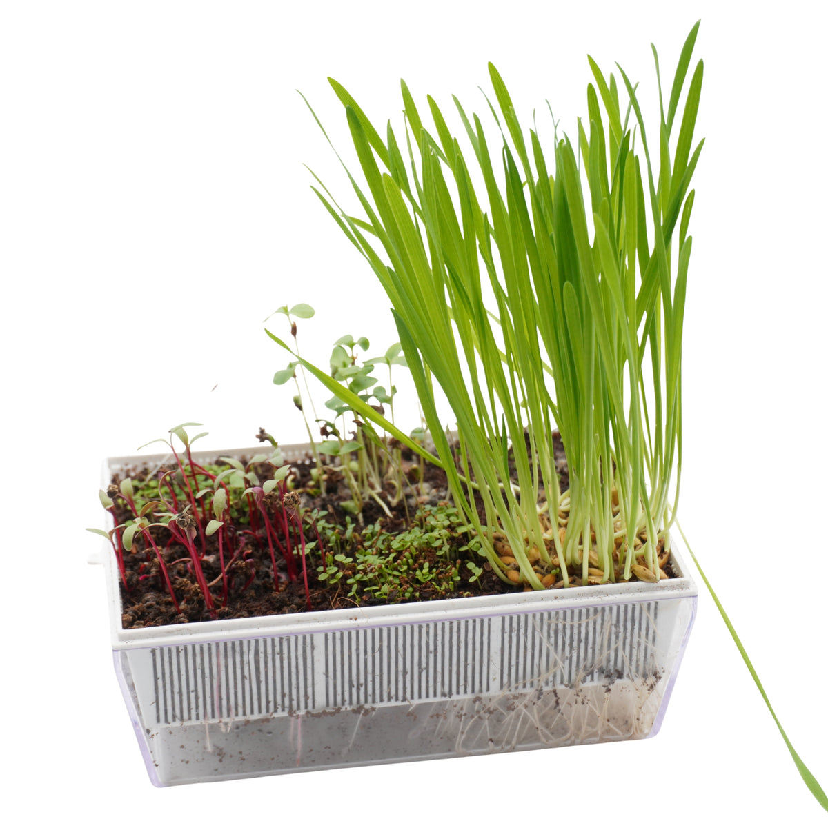 Kit educativo microgreens bio-Idro e Cocco-8 Eva e 45 varietà semi-sk607