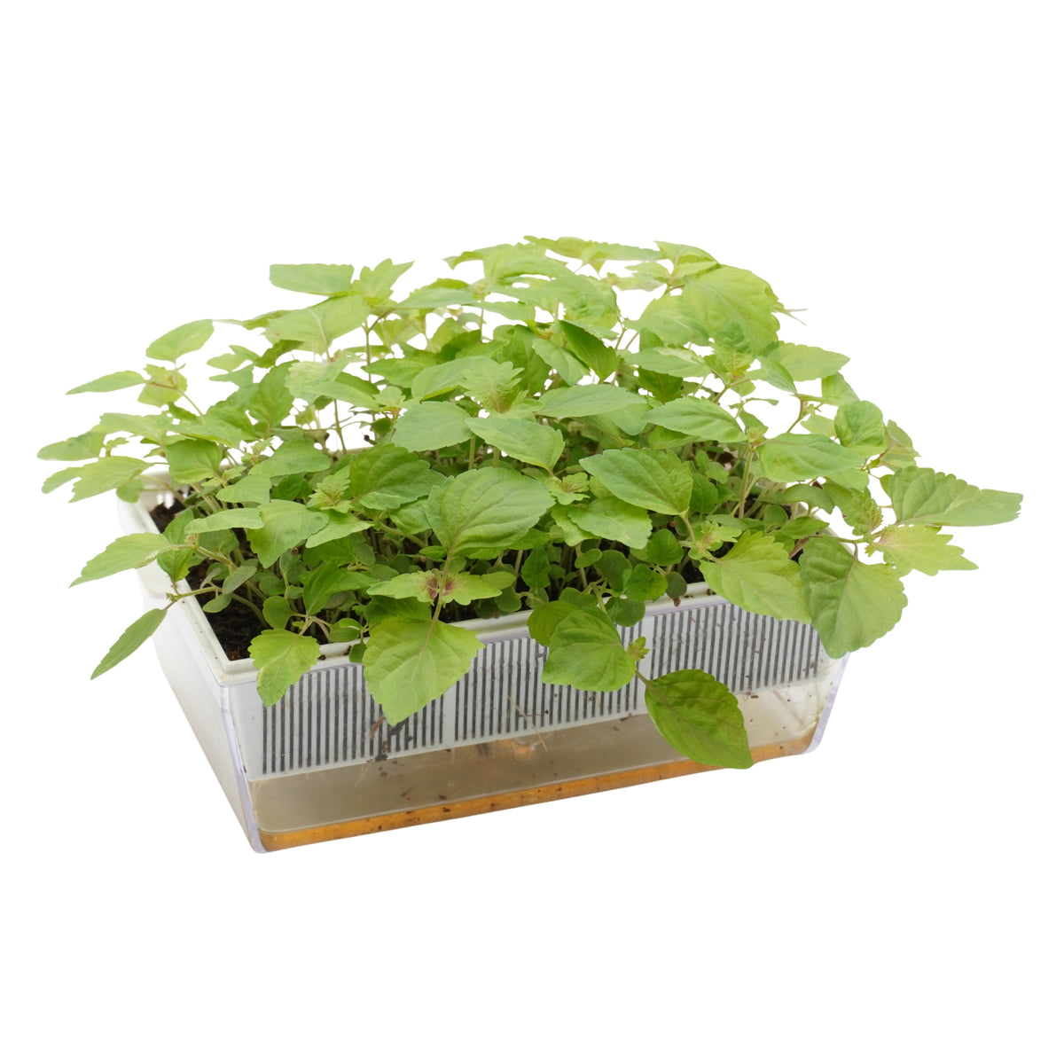 Semi di Perilla bicolor bio - 2g
