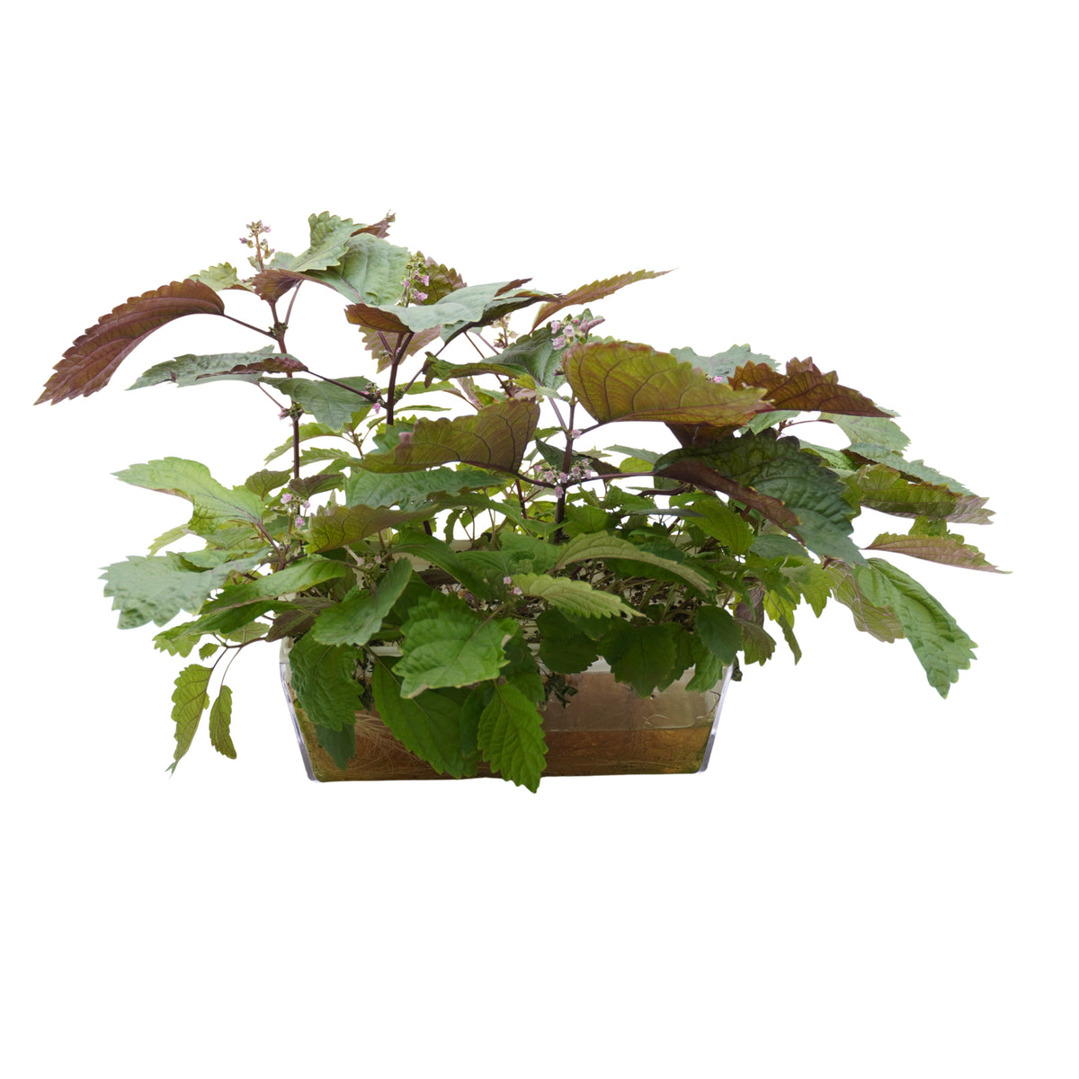 Semi di Perilla bicolor bio - 2g