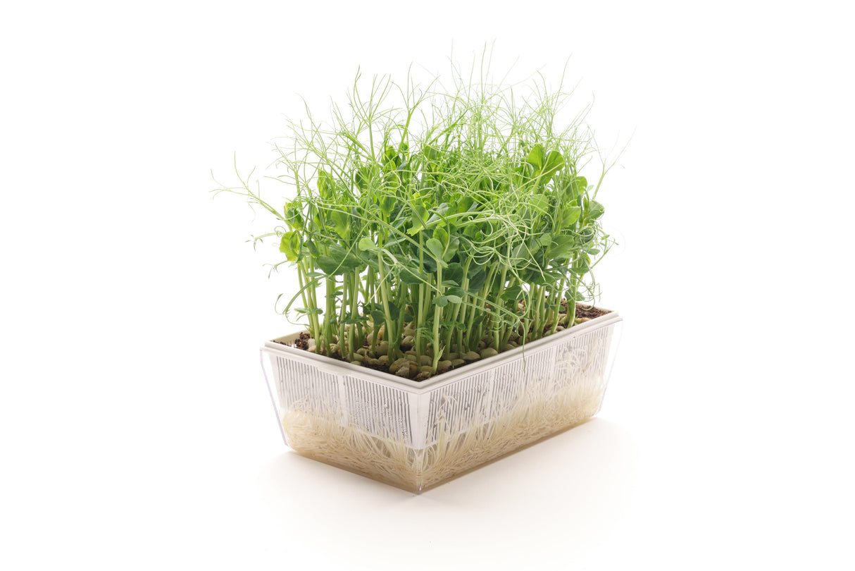 Erbse - Bio-Samen 100gr