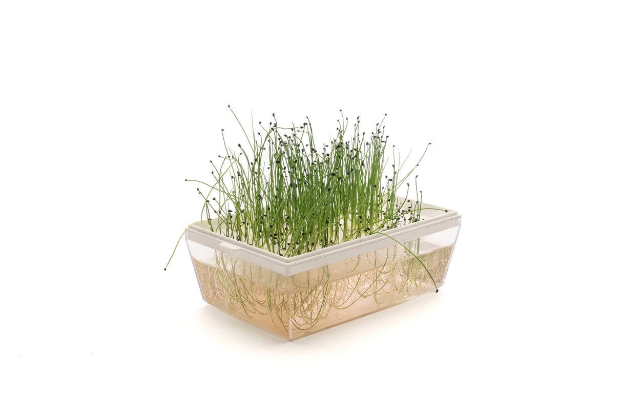 Lauch - Bio-Samen 10gr