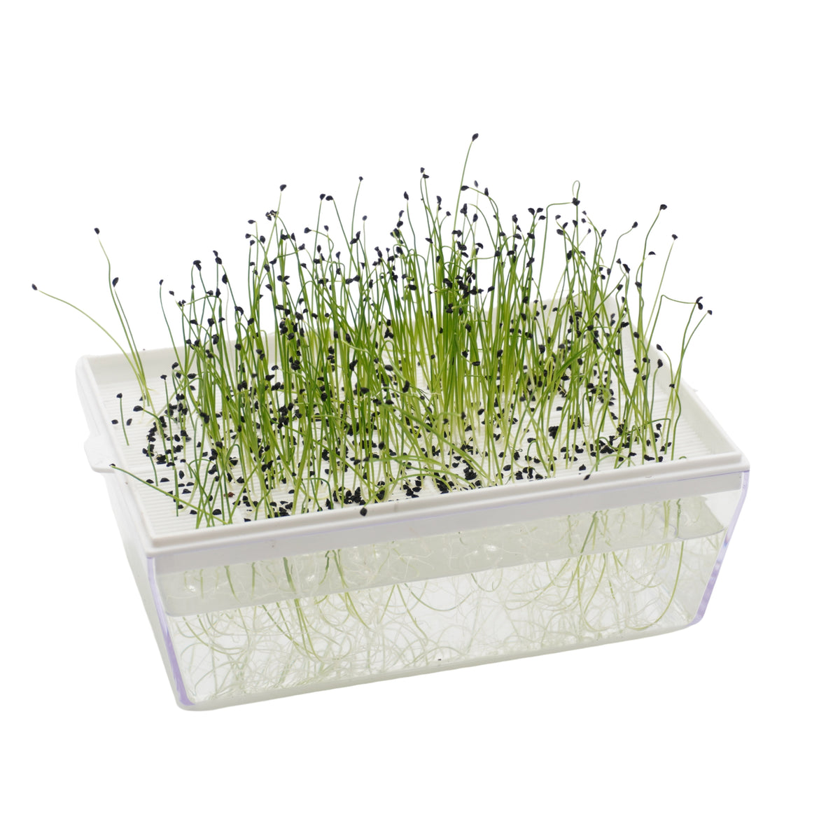 Semi di Porro Cinese bio - 3 g