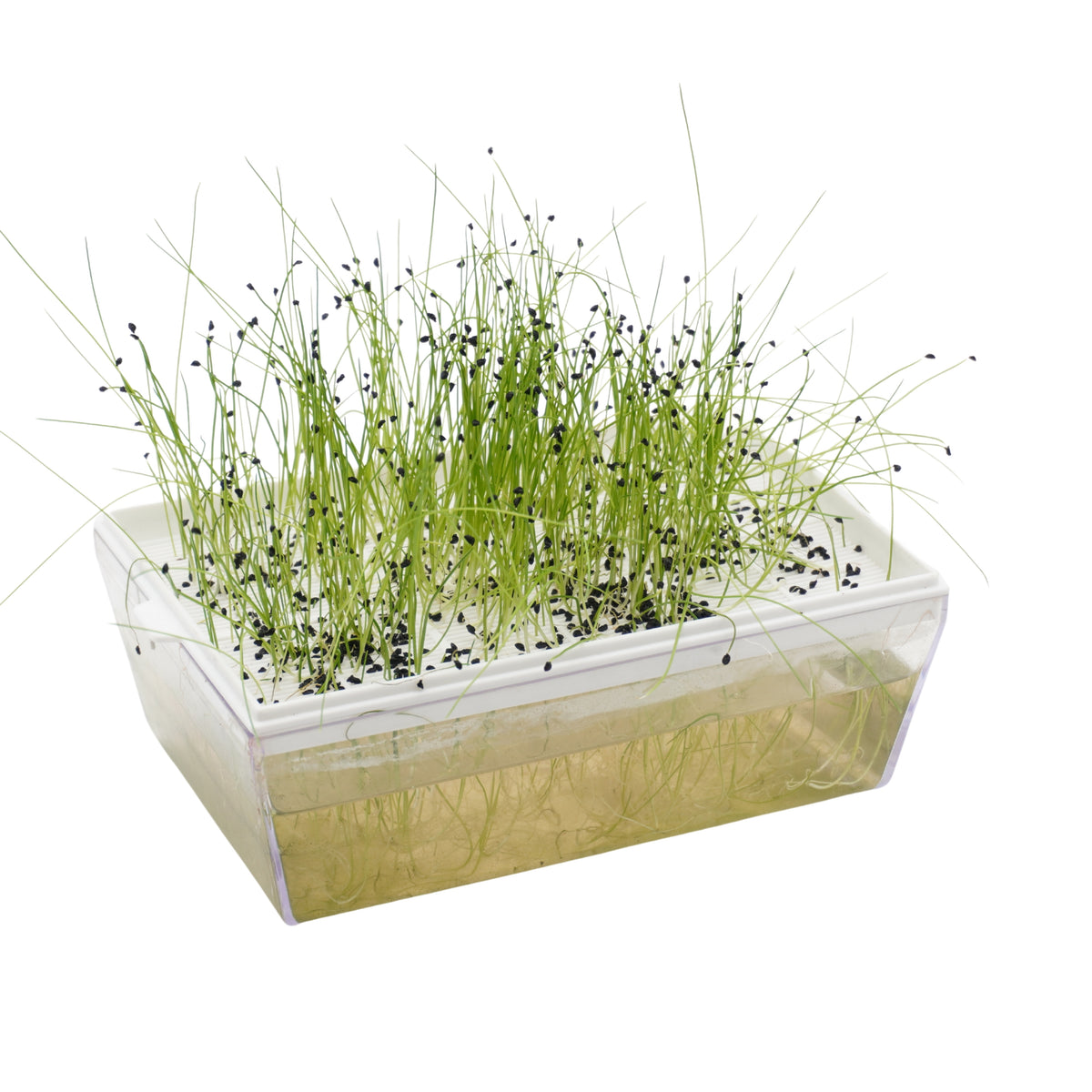 Semi di Porro Cinese bio - 3 g