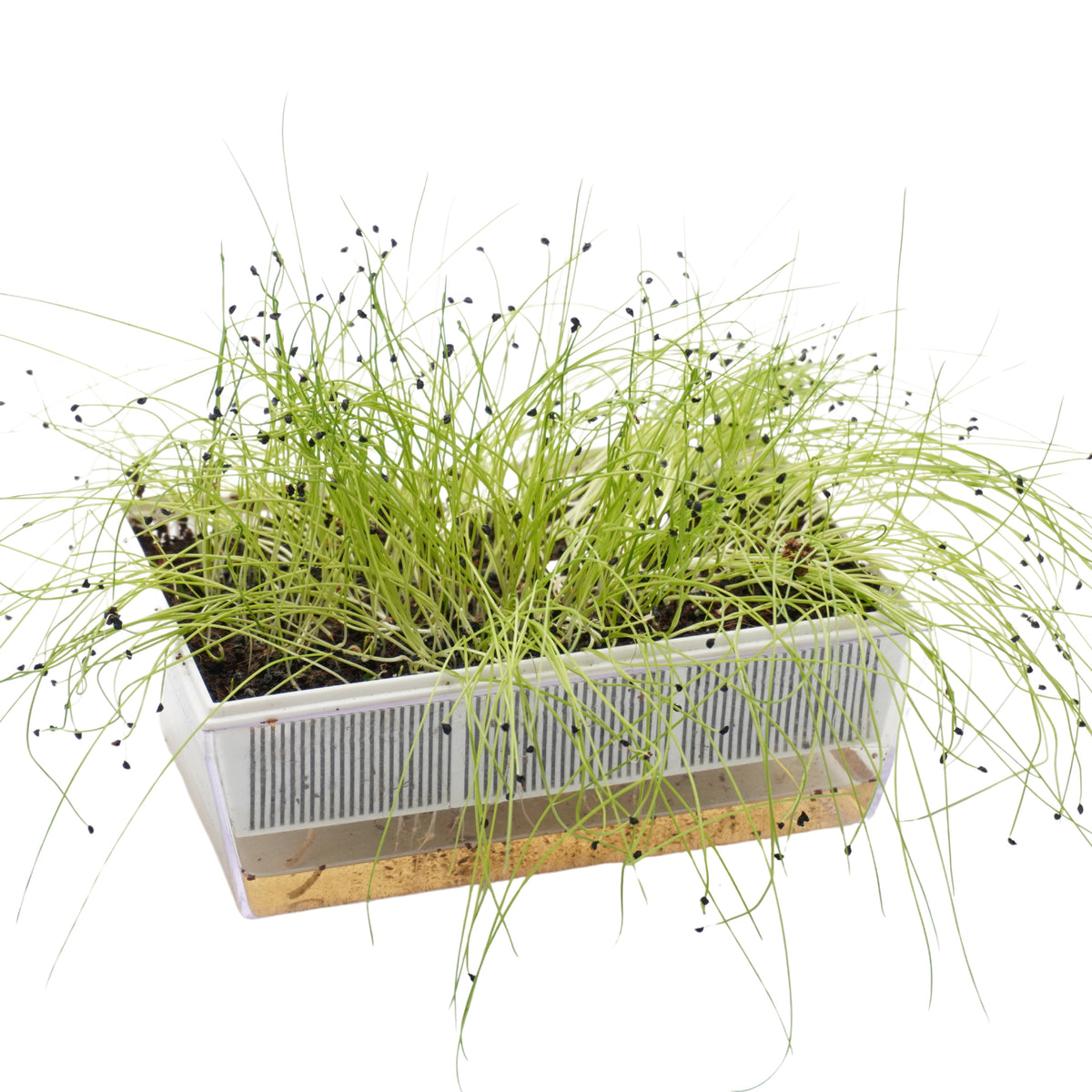 Semi di Porro Cinese bio - 3 g