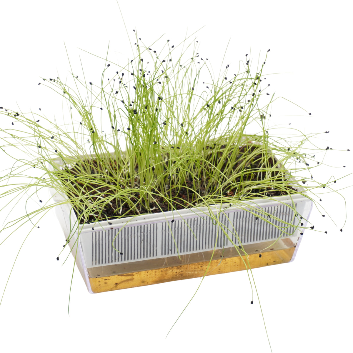 Semi di Porro Cinese bio - 3 g