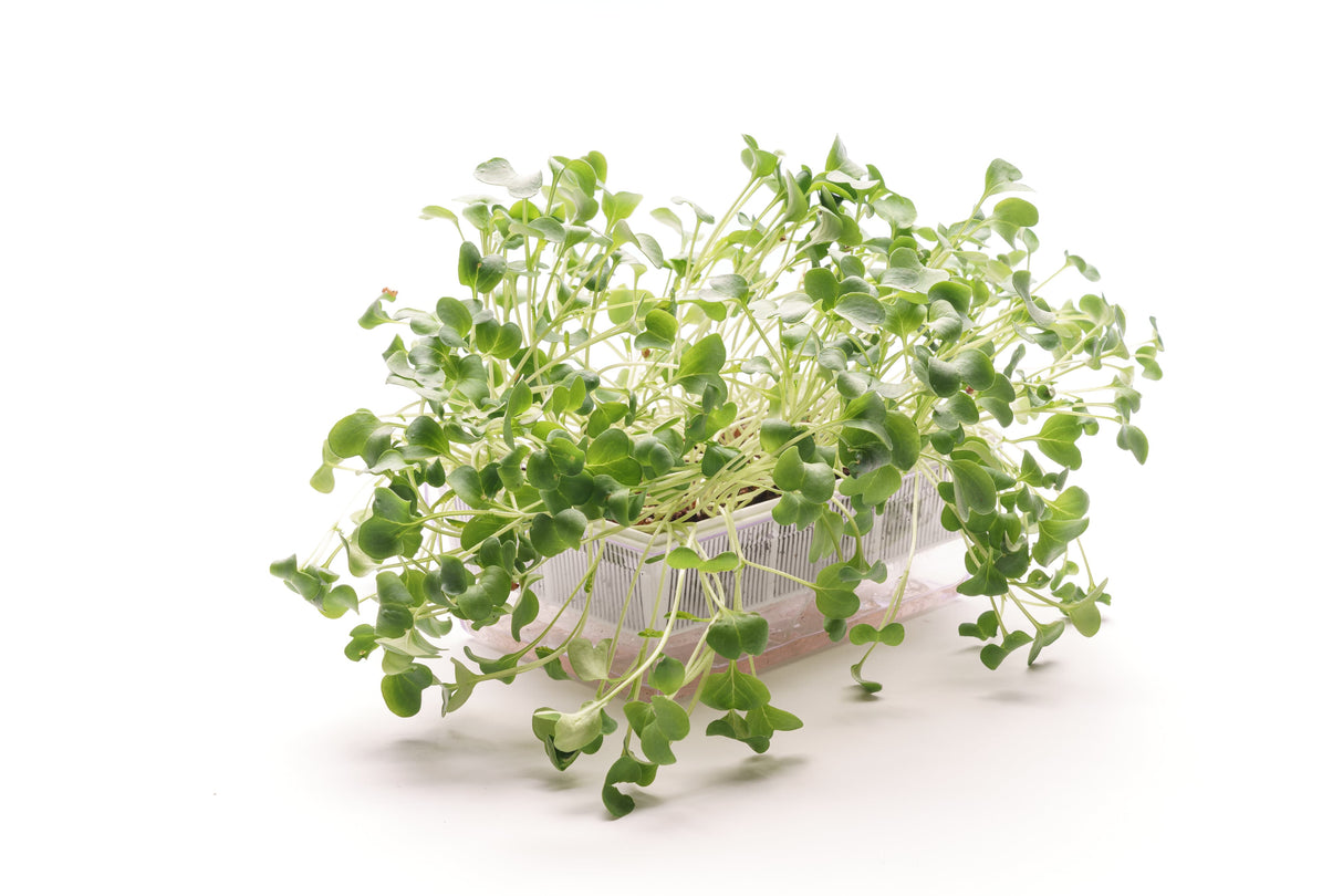 Daikon-Rettich - Bio-Samen 40gr