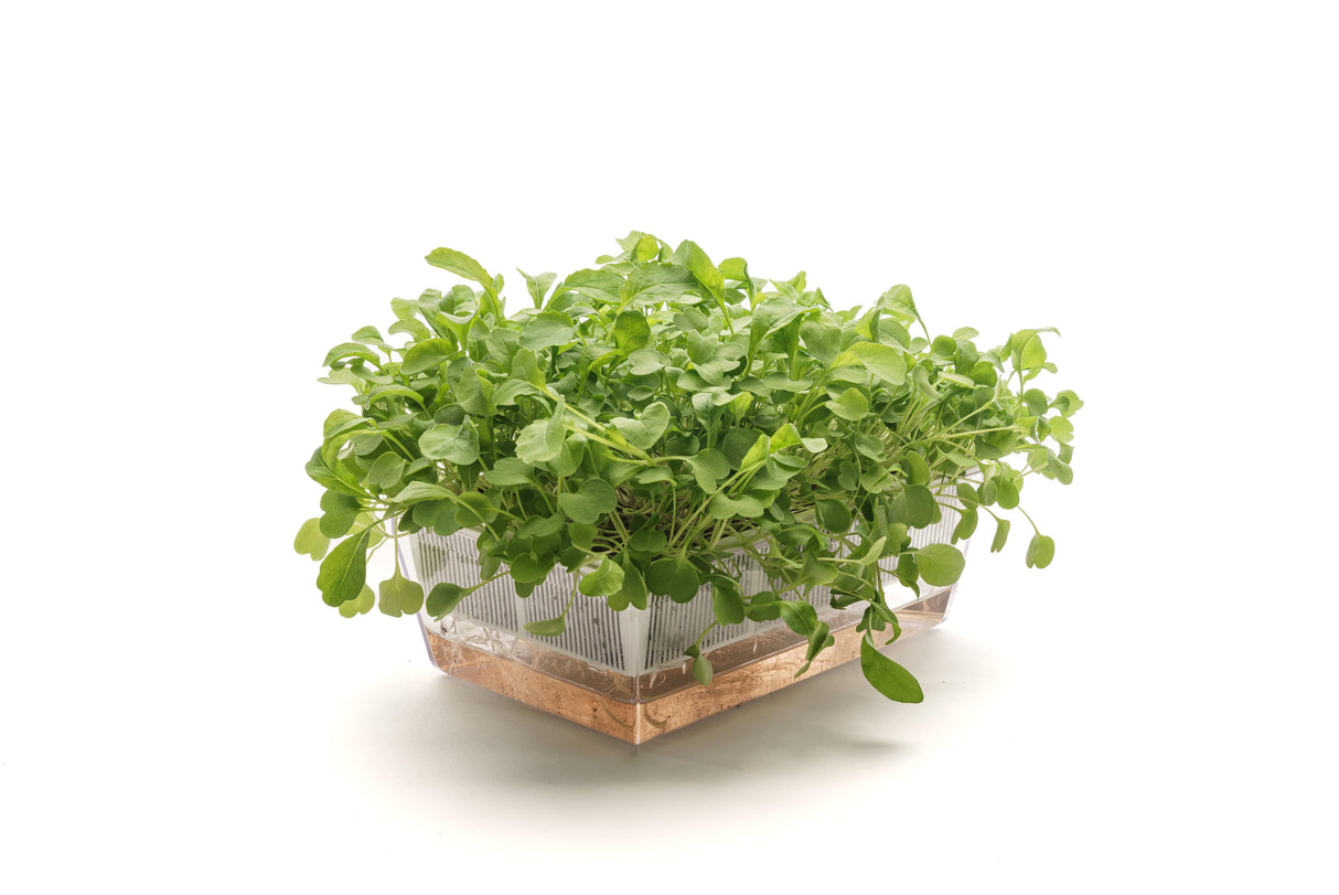 Kulturrauke - Bio-Samen 40gr