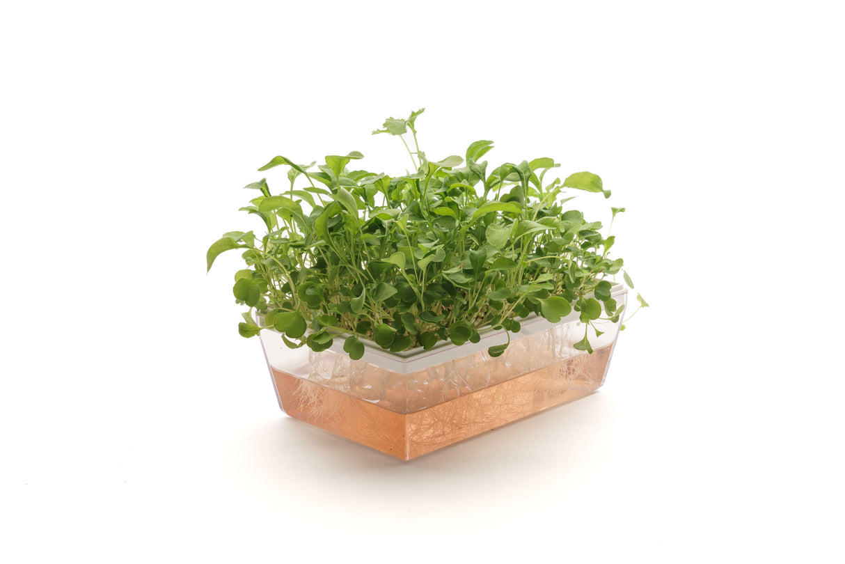 Kulturrauke - Bio-Samen 40gr