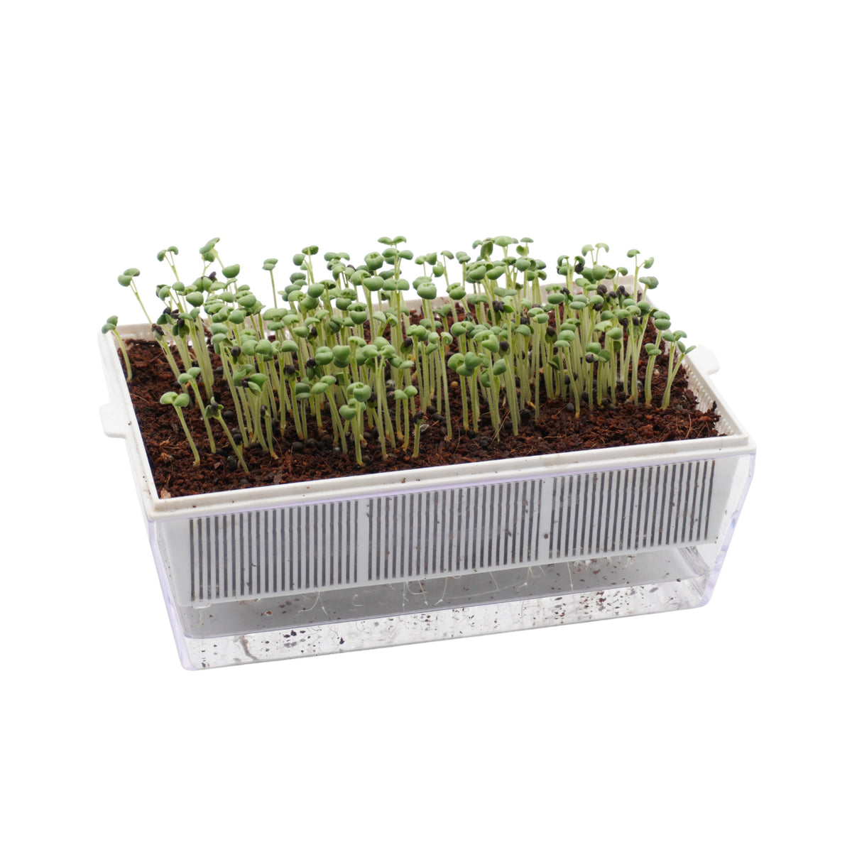 Semi di Salvia bio - 2,5 g