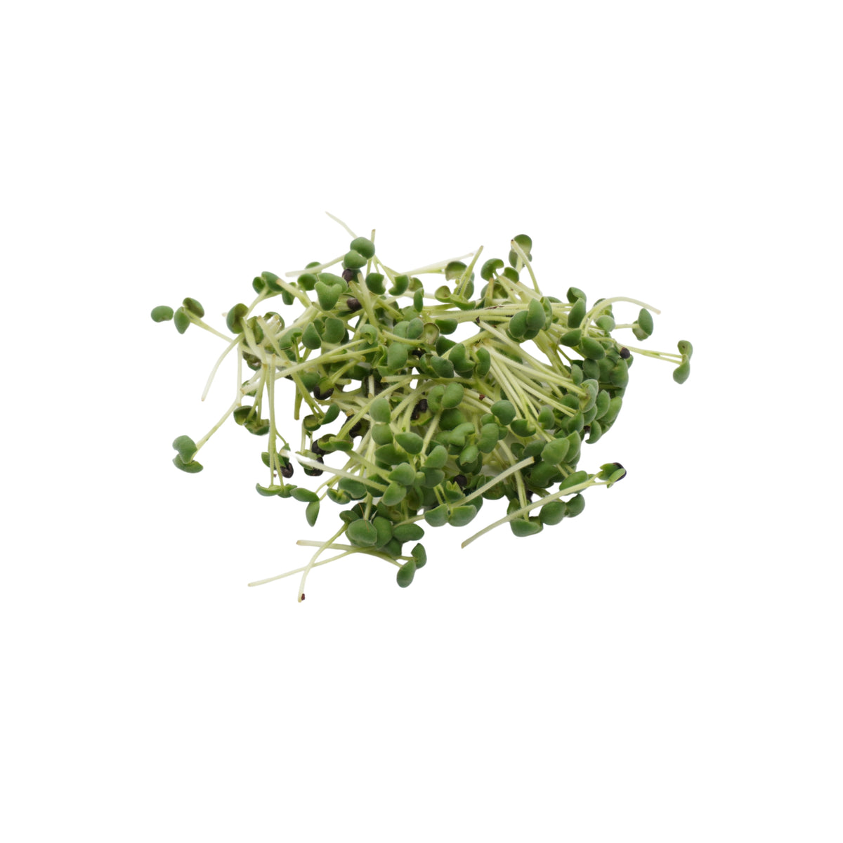 Semi di Salvia bio - 2,5 g