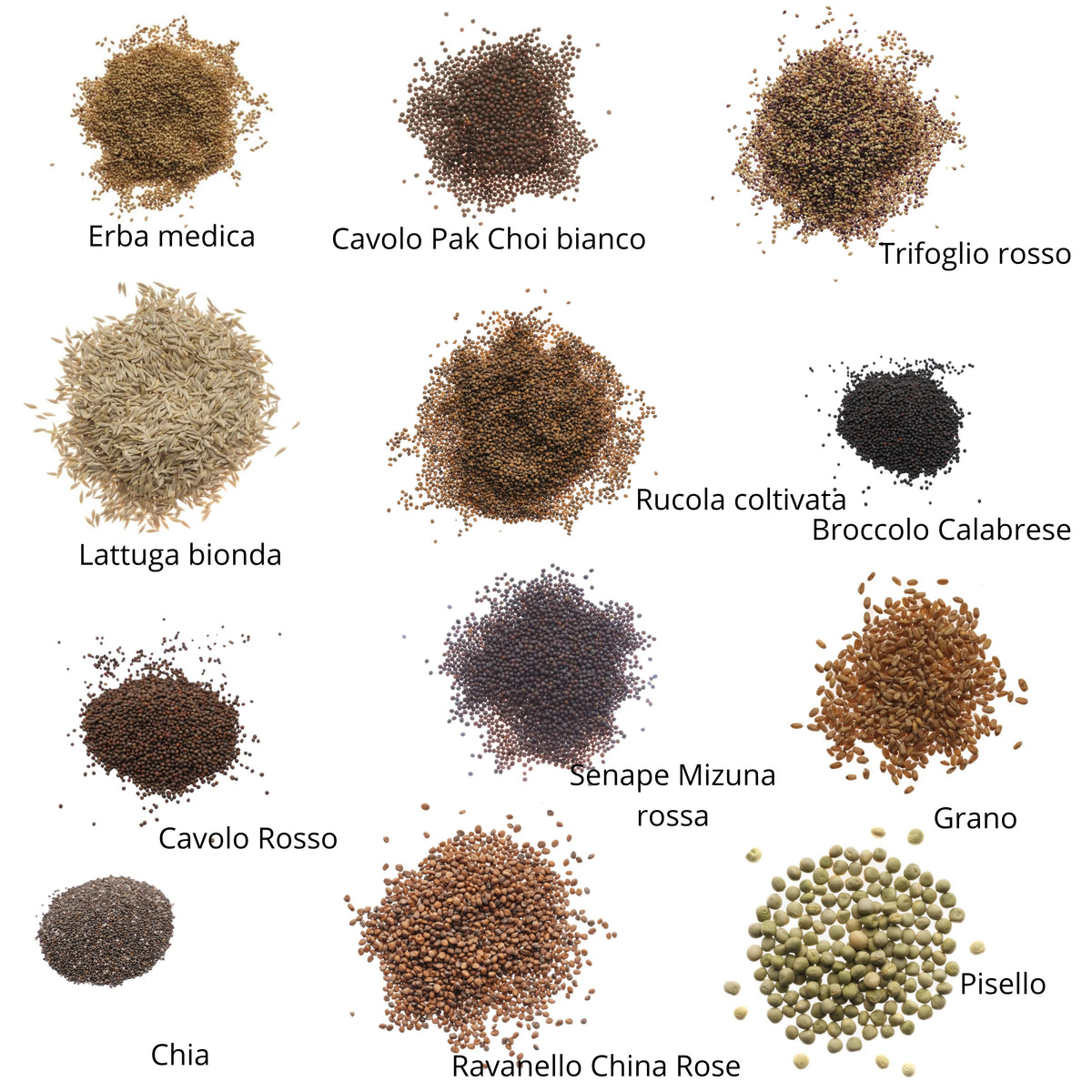 Set semi microgreens bio per rettili - 12 varietà - ss905