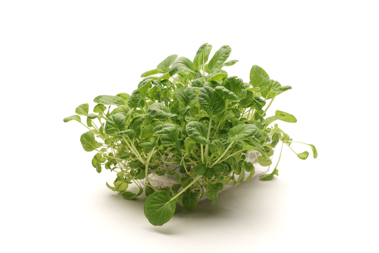 Komatsuna Roter Senf – Bio-Samen 5gr