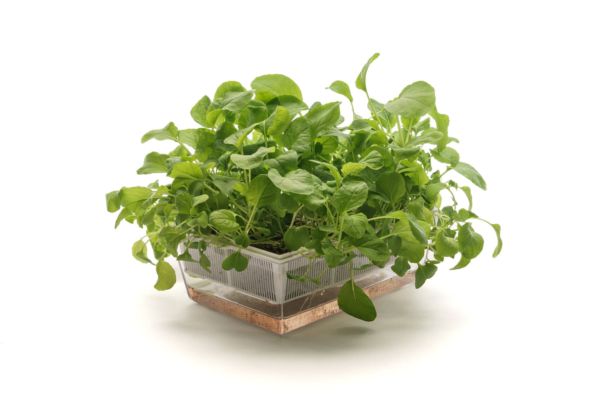 Komatsuna Roter Senf – Bio-Samen 5gr