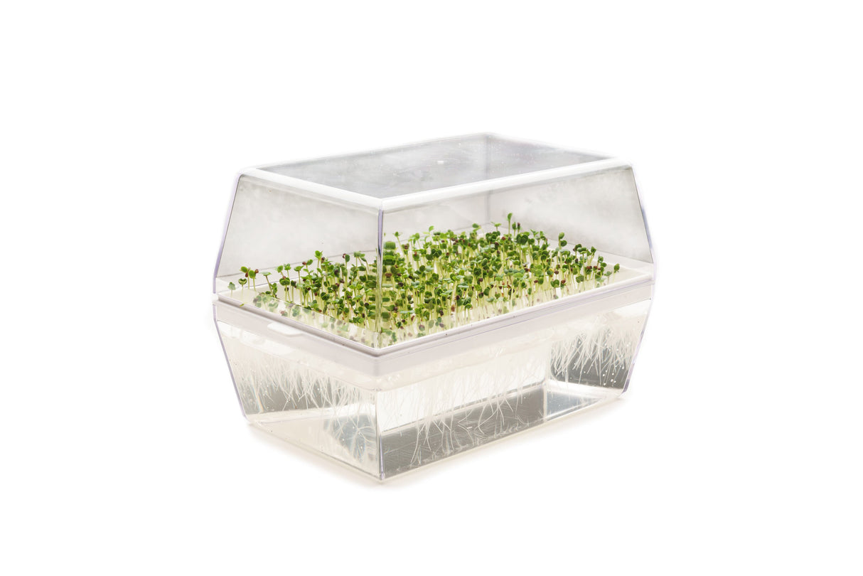 Komatsuna Roter Senf – Bio-Samen 5gr