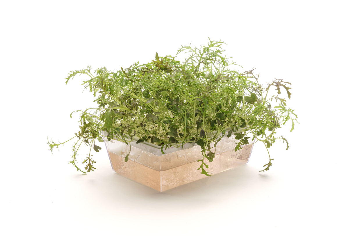 Roter Mizuna-Senf – Bio-Samen 5gr