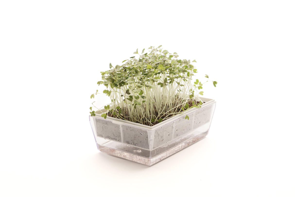 Roter Mizuna-Senf – Bio-Samen 5gr