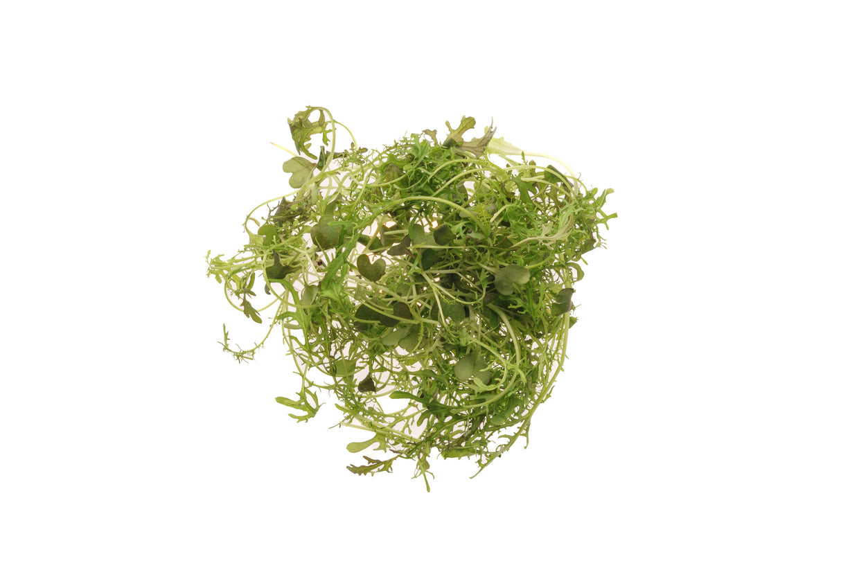 Roter Mizuna-Senf – Bio-Samen 5gr