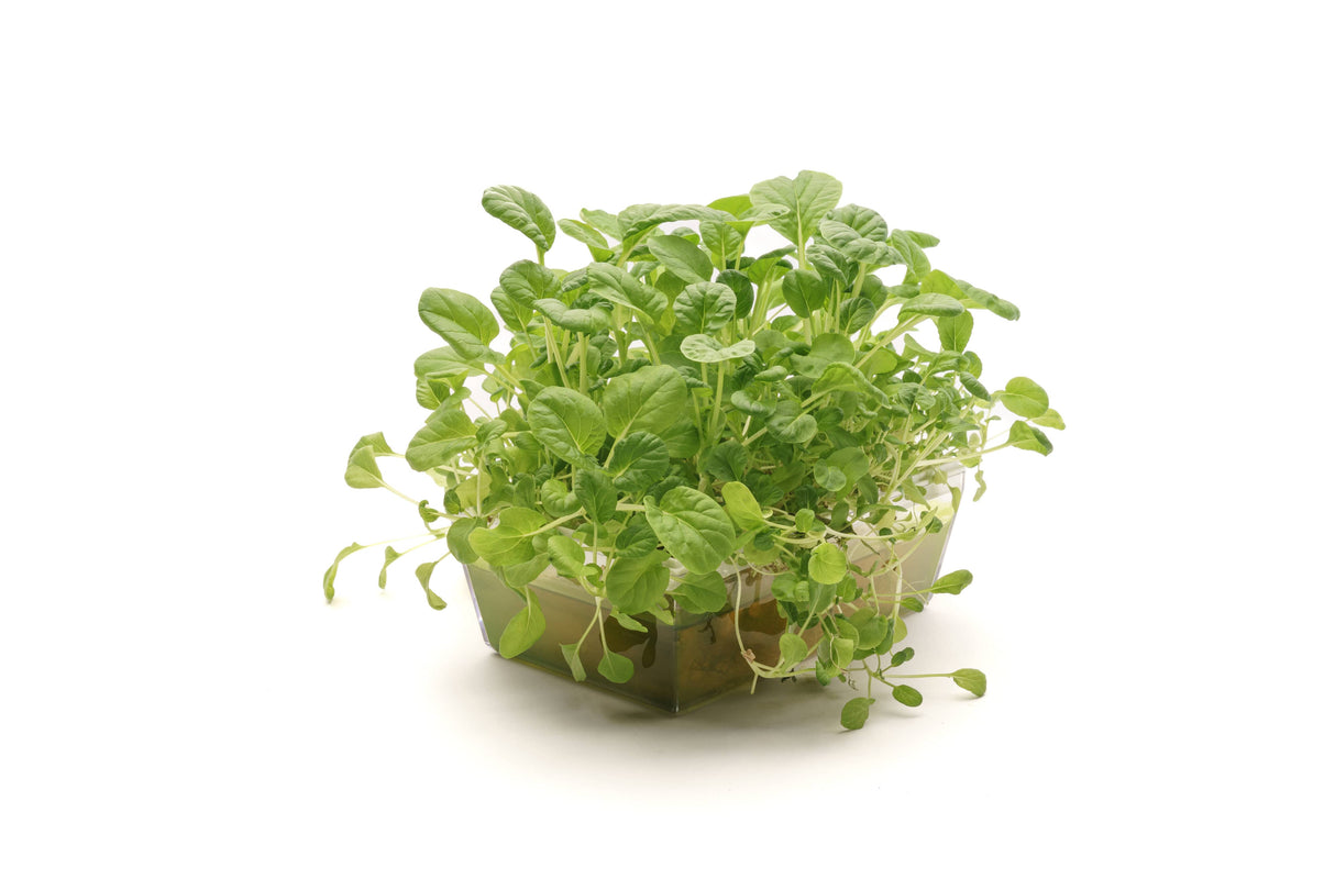 Tatsoi-Senf - Bio-Samen 5gr