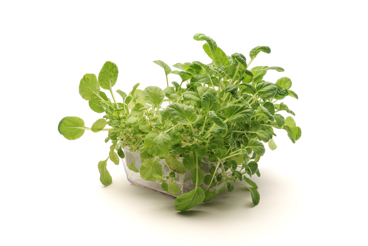 Tatsoi-Senf - Bio-Samen 5gr