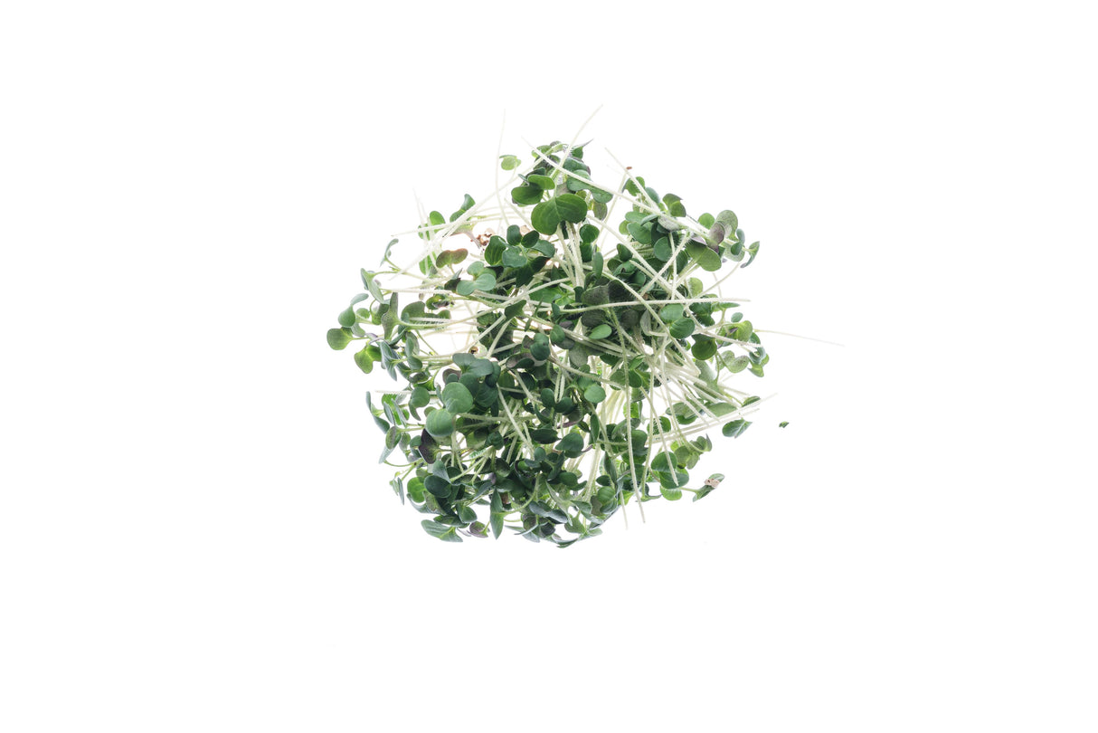 Weißer Senf - Bio-Samen 50gr