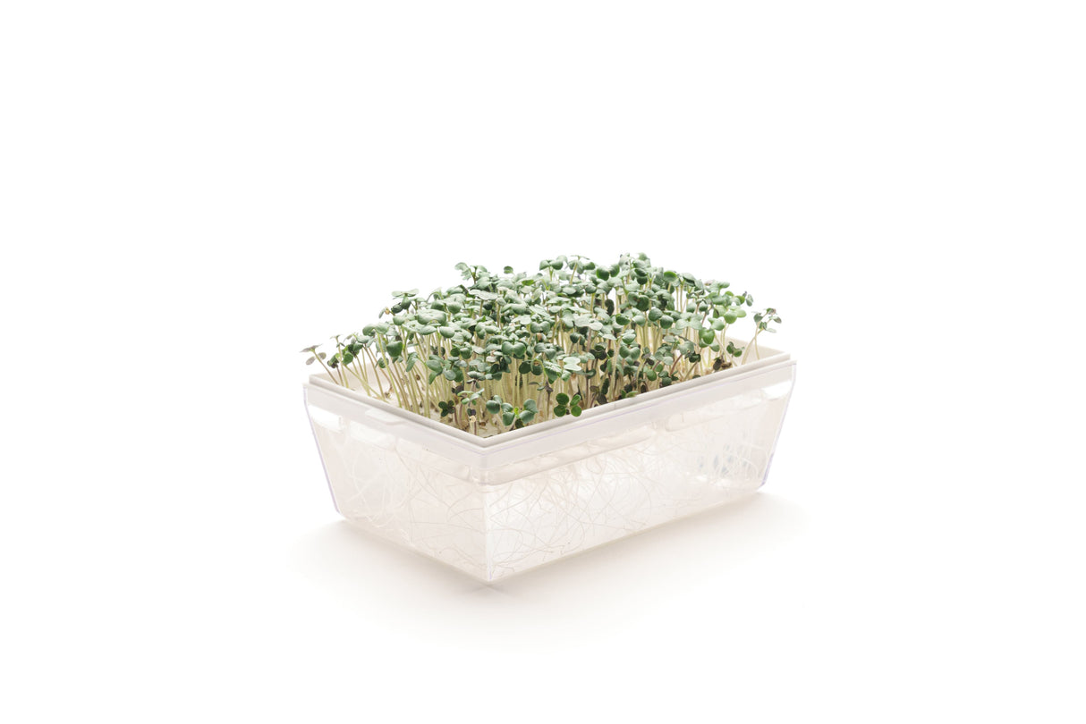 Weißer Senf - Bio-Samen 50gr