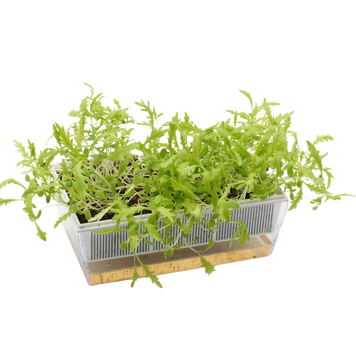 Semi di Shungiku Garland bio - 1,6 g