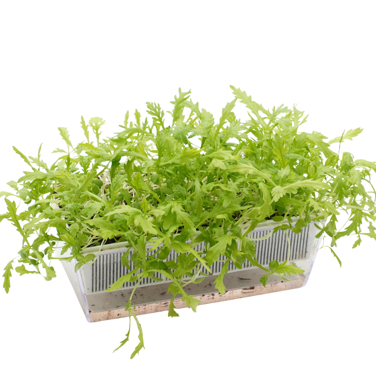 Semi di Shungiku Garland bio - 1,6 g