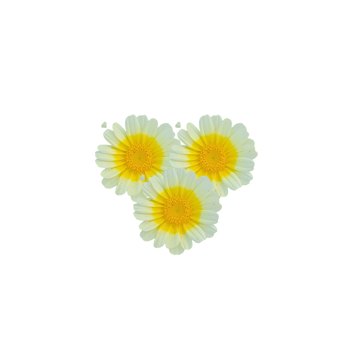 Semi di Shungiku Garland bio - 1,6 g