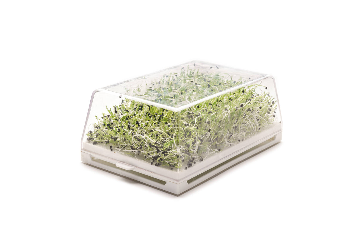 Starter kit hydro 6 Eva + 17 seeds - sk002