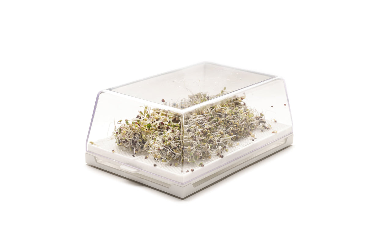 Hydro-Starterkit 2 Eva + 6 Samen – sk010