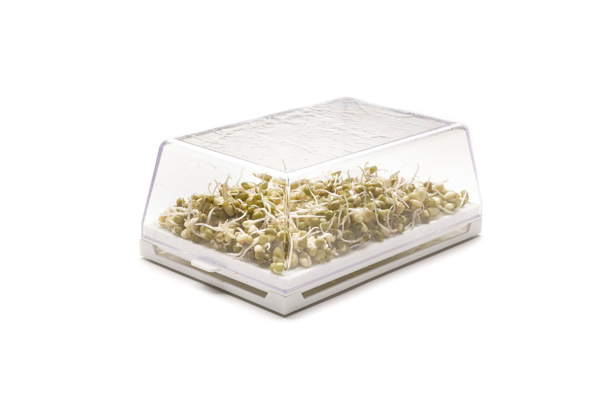 Hydro starter kit 1 Eva + 3 seeds - sk013