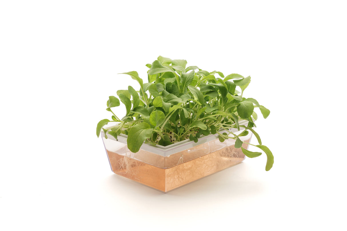 Hydro-Starterkit 1 Eva + 3 Samen - sk014