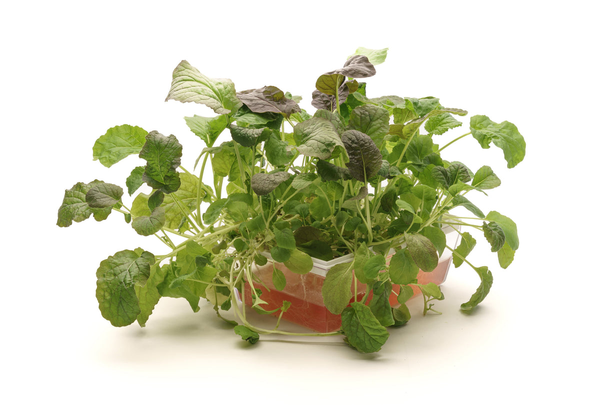 Hydro-Starterkit 1 Eva + 3 Samen - sk014