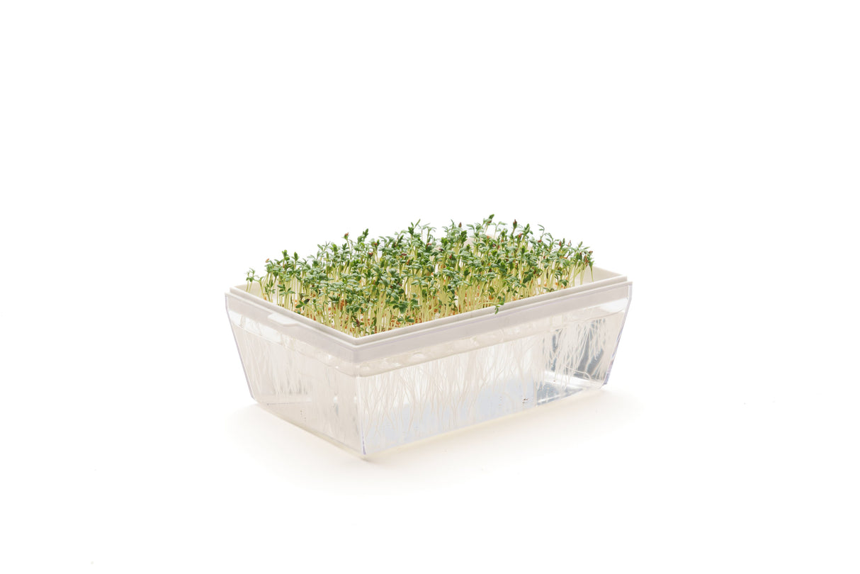 Hydro starter kit 1 Eva + 3 seeds - sk012