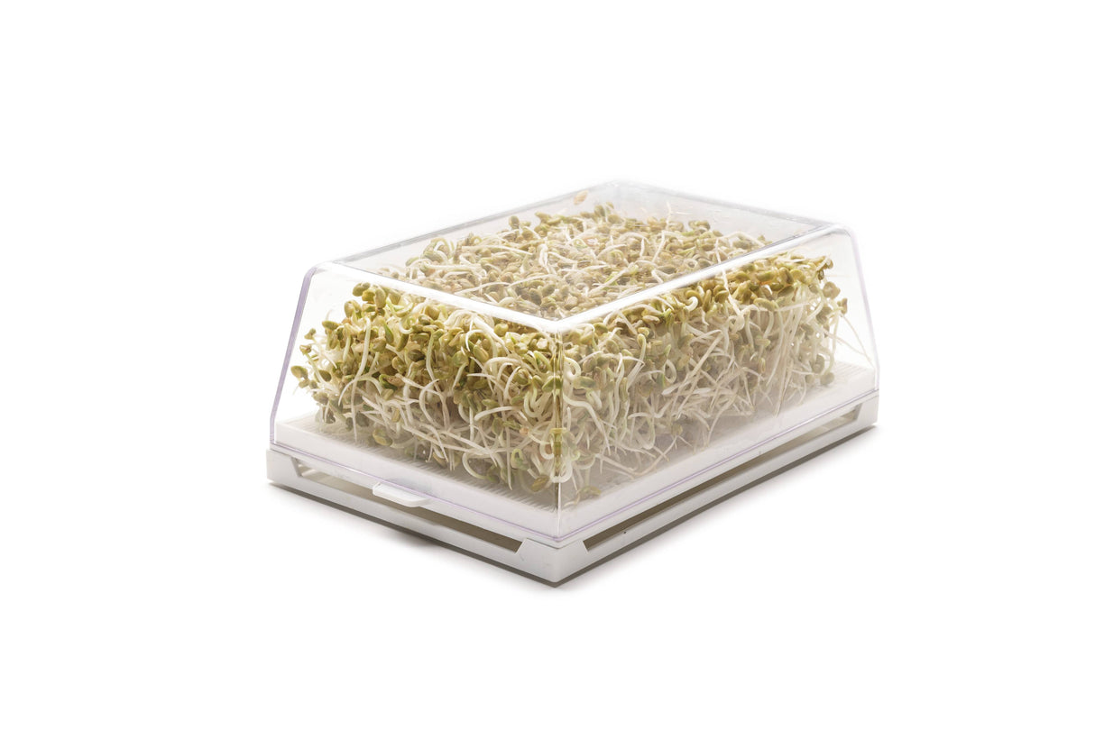 Hydro starter kit 1 Eva + 3 seeds - sk013