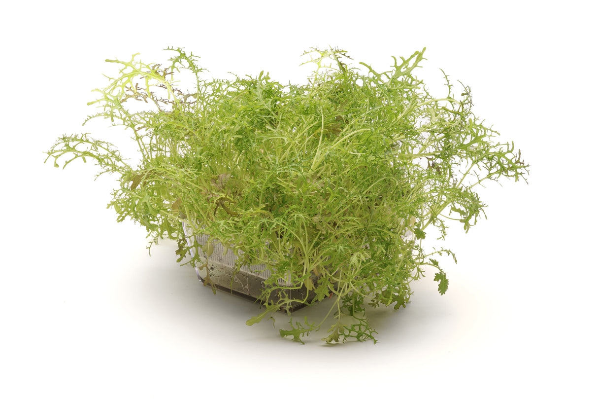 Hydro-Starterkit 1 Eva + 3 Samen - sk014