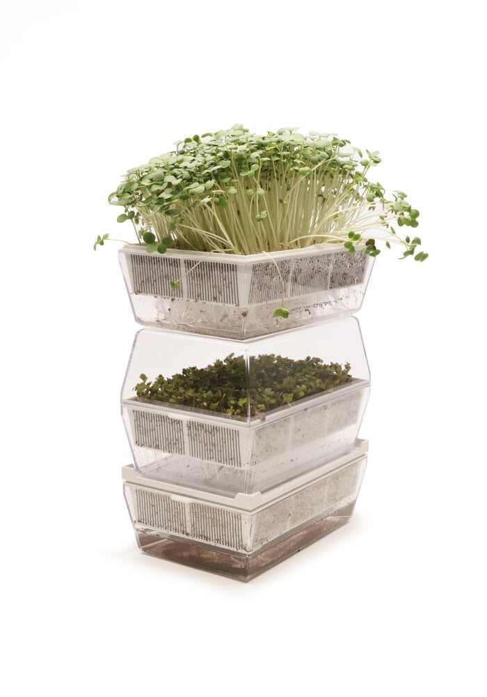 Kombi-Starterkit 9 Eva + 30 Samen - sk200