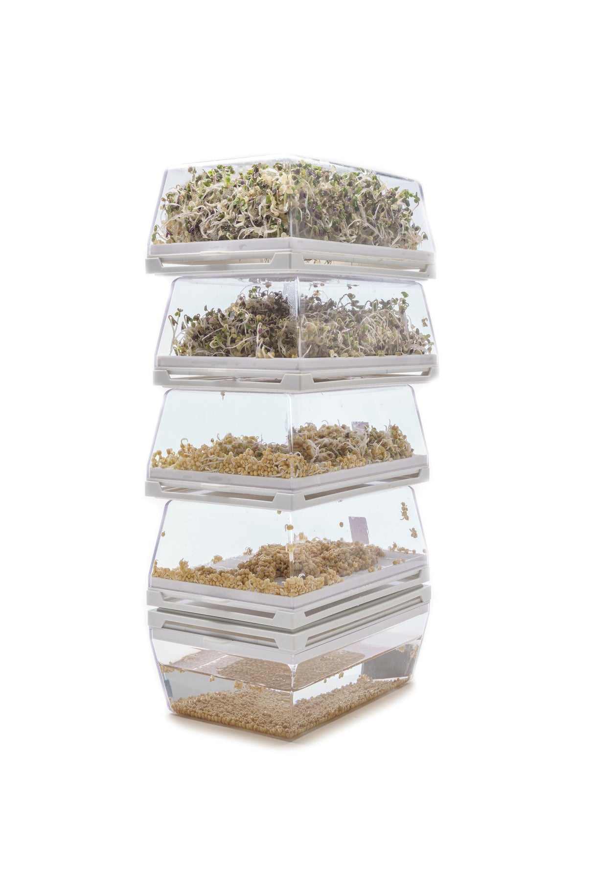 Kombi-Starterkit 6 Eva + 13 Samen – sk202