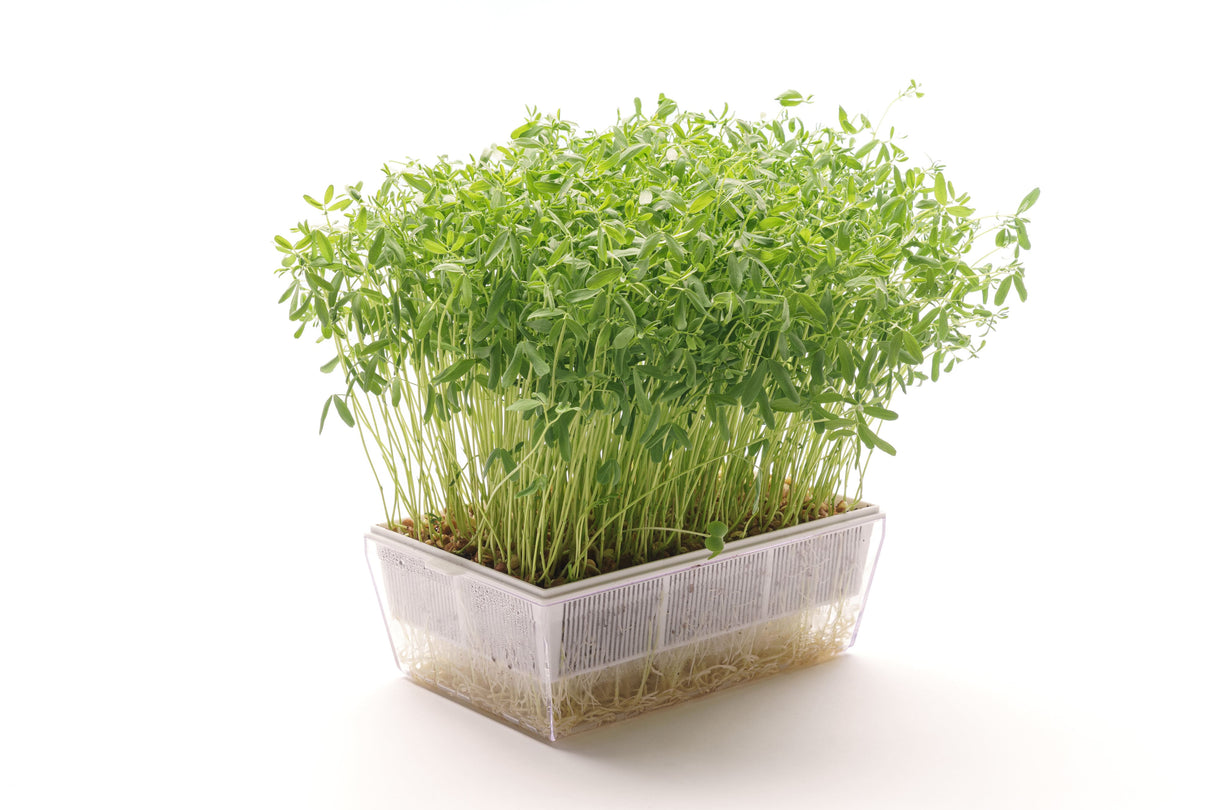 Kombi-Starterkit 3 Eva + 9 Samen - sk205