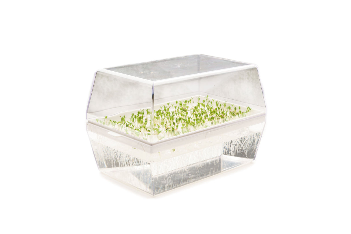 Kombi-Starterkit 2 Eva + 6 Samen - sk208