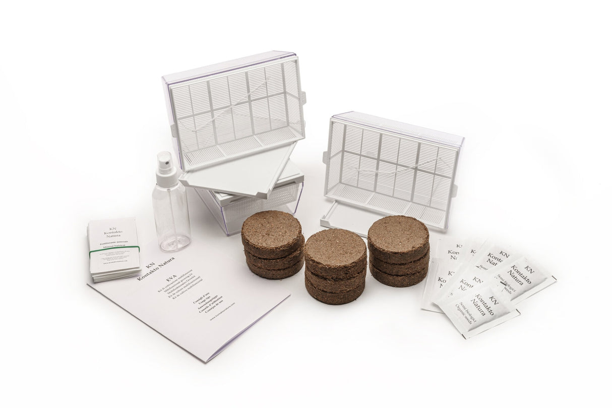 Aromatisches Starterset 3 Eva + 7 Samen - sk500