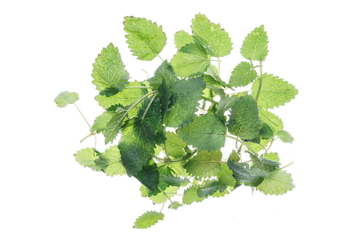 Aromatisches Starterset 1 Eva + 3 Samen - sk501