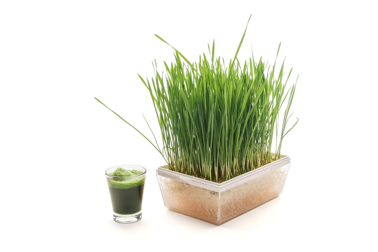Starter kit hydro wheatgrass 3 Eva + 3 seed bags - sk550
