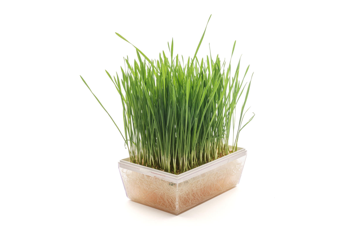 Starter kit hydro wheatgrass 3 Eva + 3 seed bags - sk550