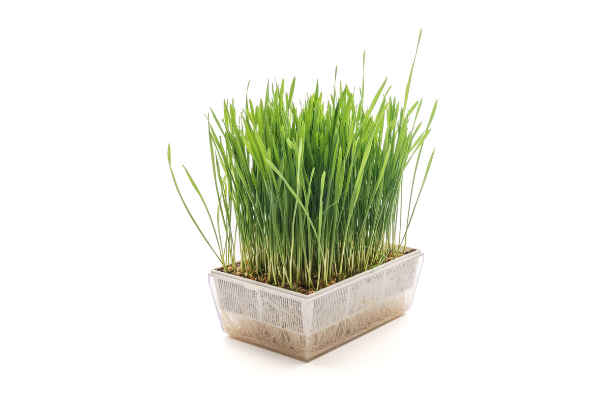 Starter kit coconut wheatgrass 3 Eva + 3 seed bags - sk551