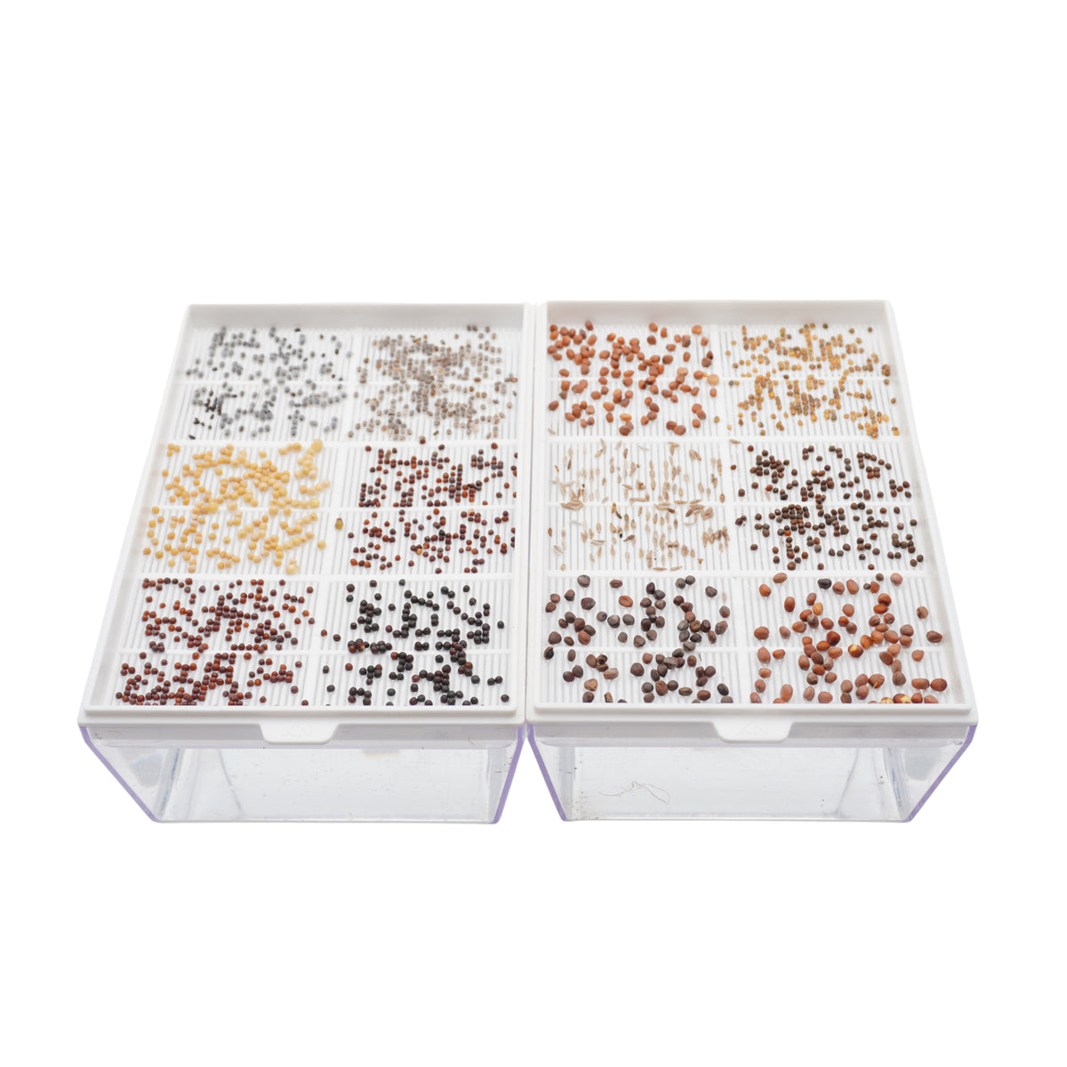 Kit educativo microgreens bio-Idro e Cocco-4 Eva e 24 varietà semi-sk605