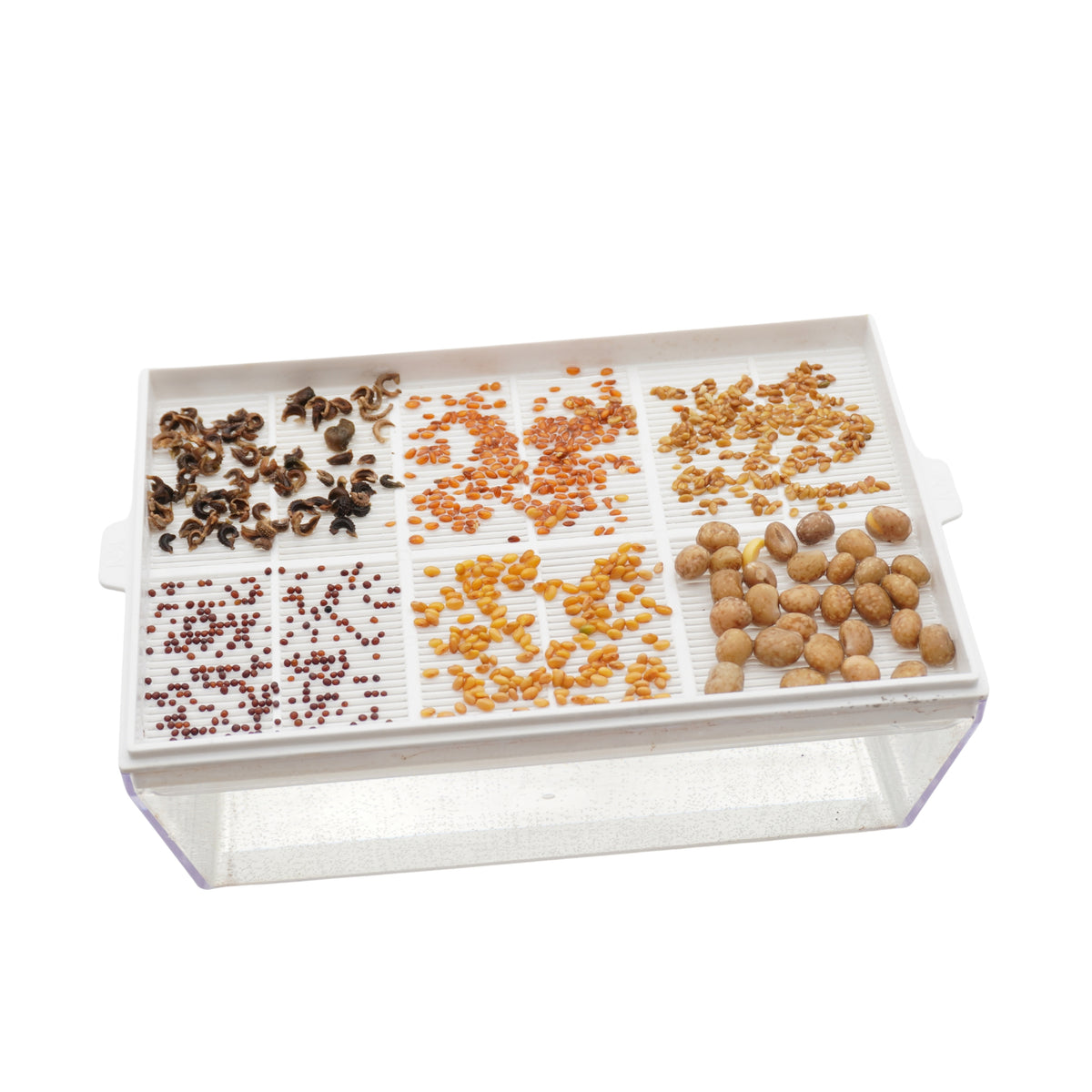 Kit educativo microgreens idroponici - 4 Eva H e 24 varietà semi - sk603