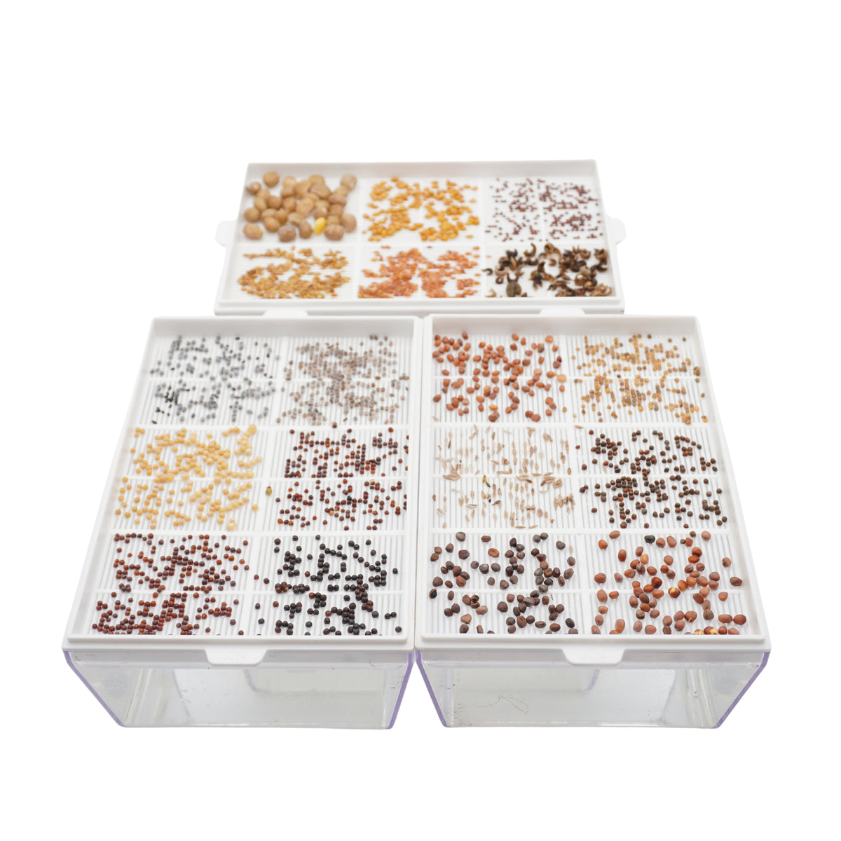 Kit educativo microgreens bio-Idro e Cocco-6 Eva e 36 varietà semi-sk606