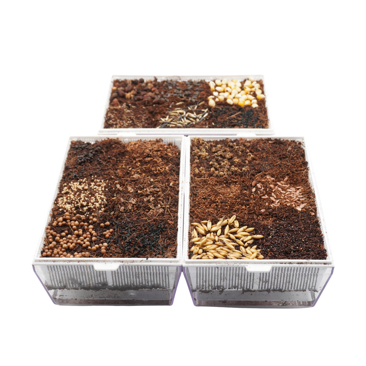Kit educativo microgreens bio-Idro e Cocco-6 Eva e 36 varietà semi-sk606
